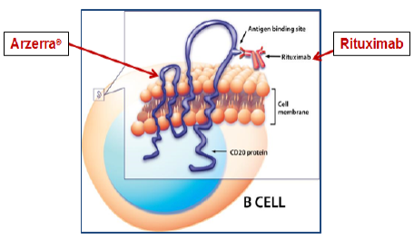 B Cell