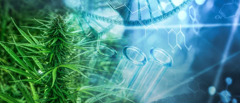 Growth of Clinical Trials, Lawsuits Spotlight Cannabis IP Divide